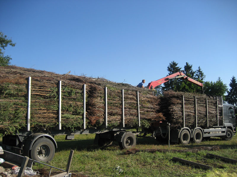 Zbiory faszyny na naszej plantacji